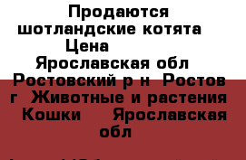 Продаются шотландские котята. › Цена ­ 4 000 - Ярославская обл., Ростовский р-н, Ростов г. Животные и растения » Кошки   . Ярославская обл.